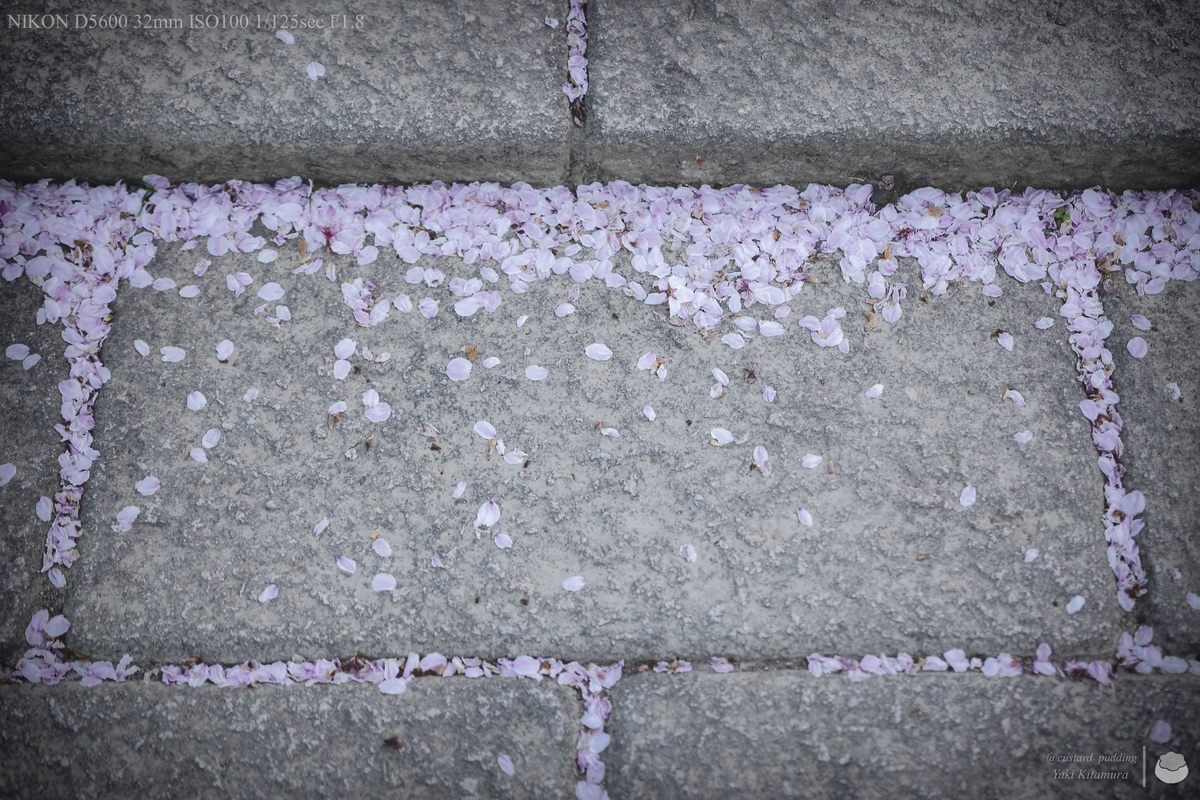 f:id:custard_pudding23:20220409175119j:plain