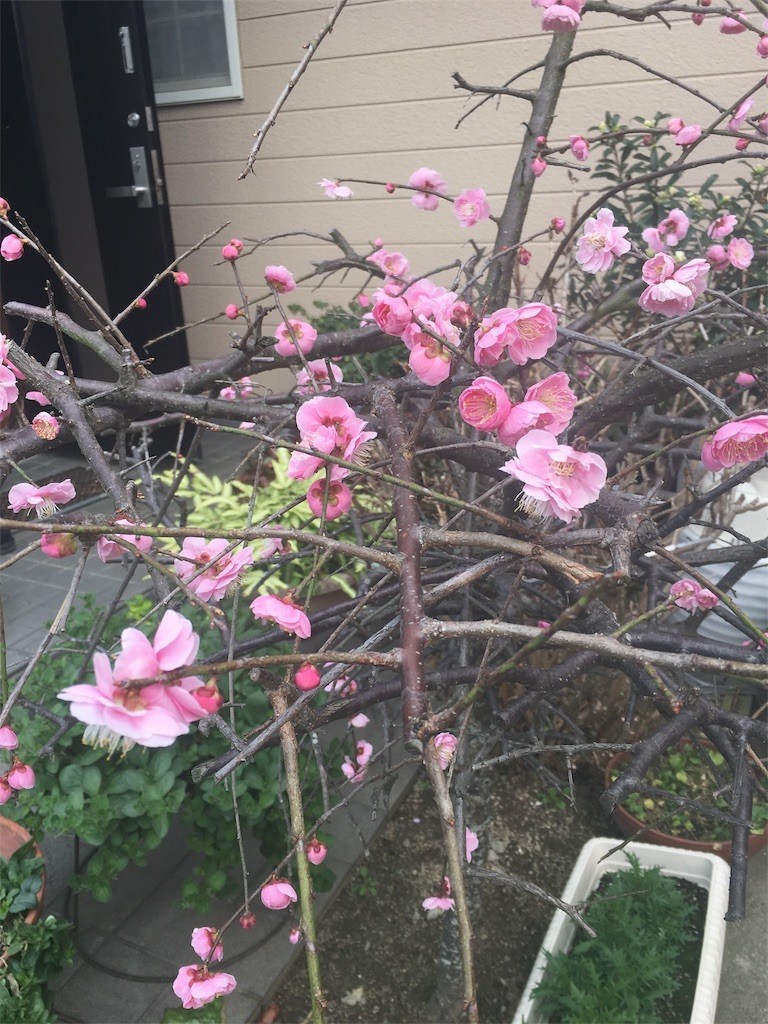 f:id:cutie_blue:20190225115345j:image