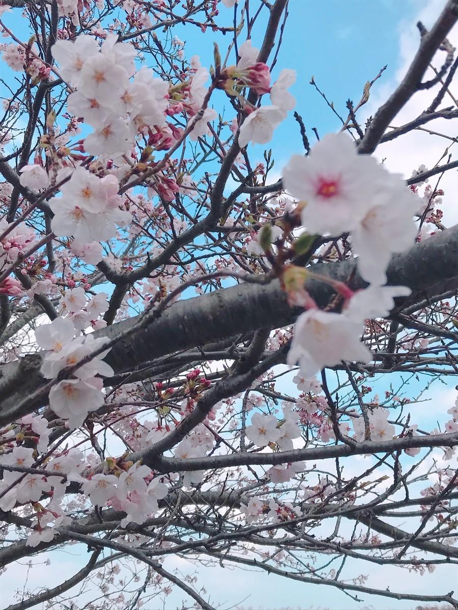 f:id:cutie_blue:20190331114930j:plain f:id:cutie_blue:20190331114930j:plain