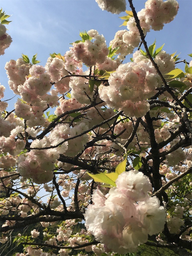 f:id:cutie_blue:20190422125433j:image f:id:cutie_blue:20190422125433j:image