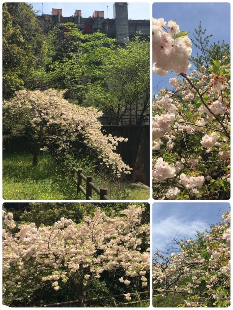 f:id:cutie_blue:20190422125916j:image f:id:cutie_blue:20190422125916j:image