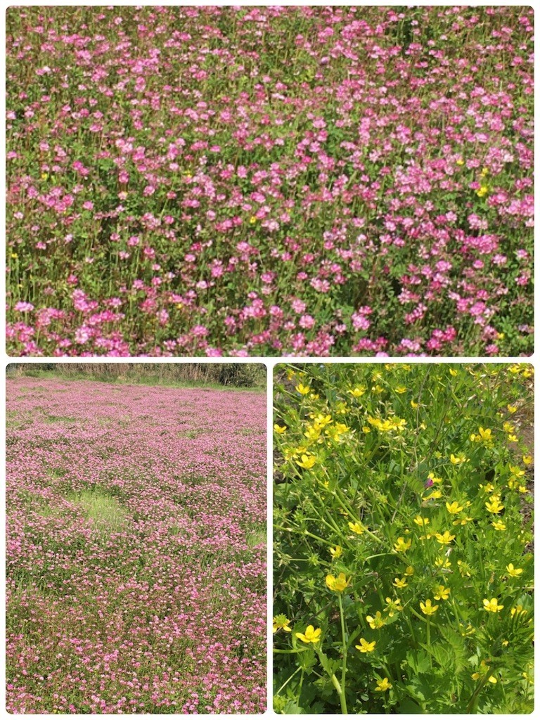 f:id:cutie_blue:20190422130022j:image f:id:cutie_blue:20190422130022j:image