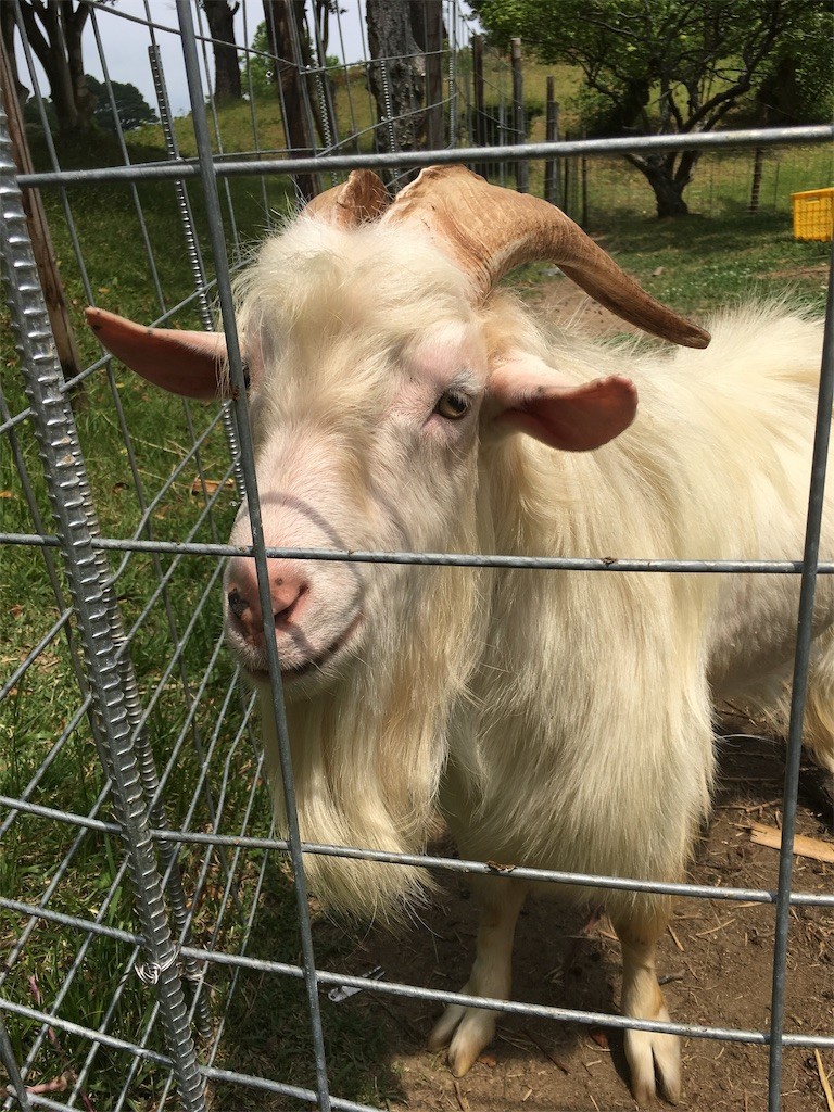 f:id:cutie_blue:20190603161914j:image