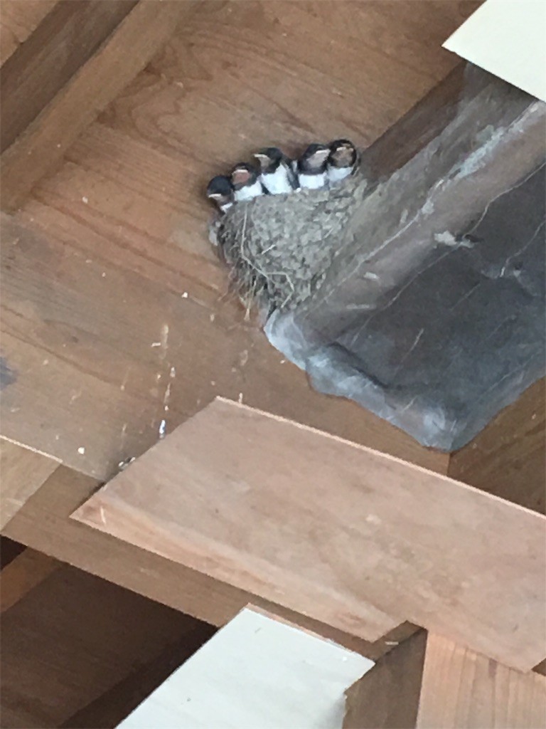 f:id:cutie_blue:20190708162058j:image f:id:cutie_blue:20190708162058j:image