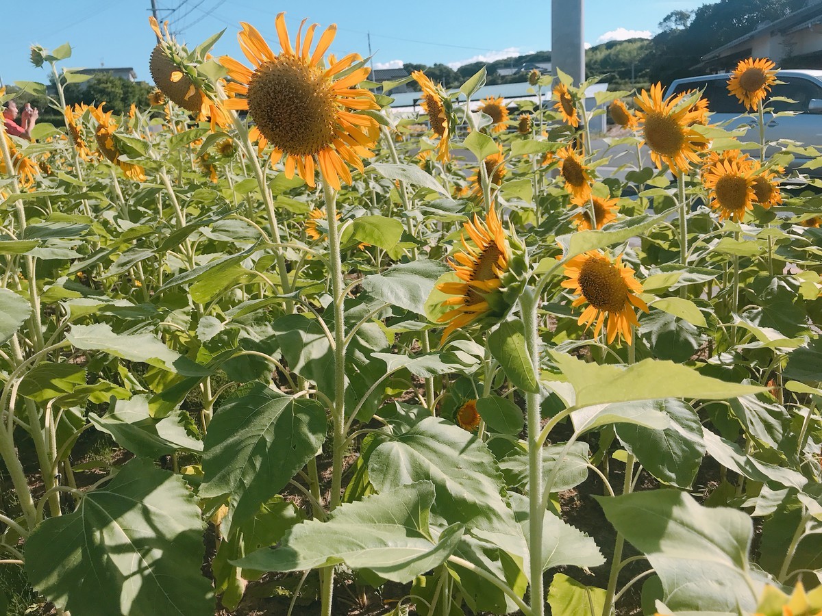 f:id:cutie_blue:20190816151939j:plain f:id:cutie_blue:20190816151939j:plain