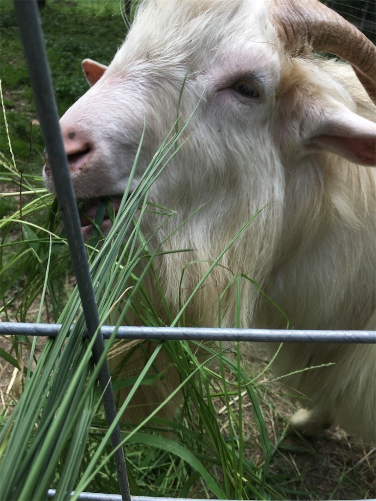 f:id:cutie_blue:20190909163543j:image