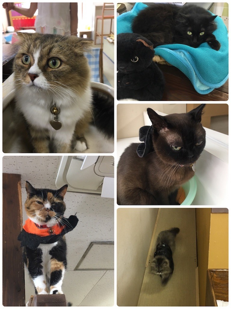 f:id:cutie_blue:20190916215228j:image f:id:cutie_blue:20190916215228j:image