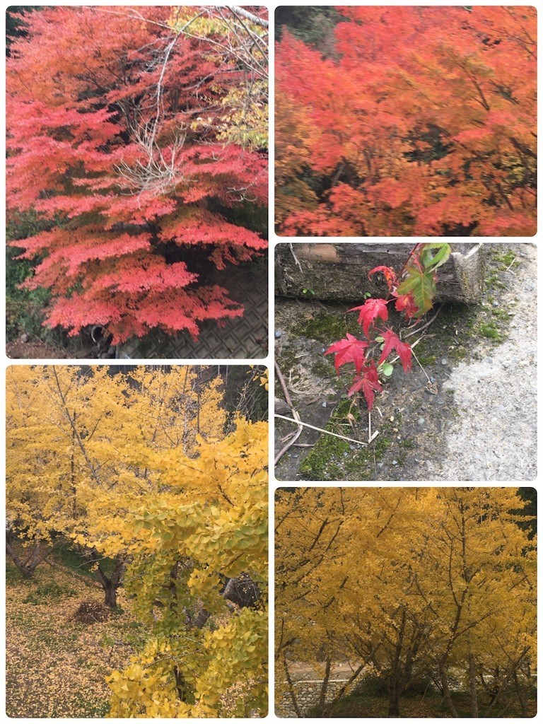 f:id:cutie_blue:20191118150931j:image