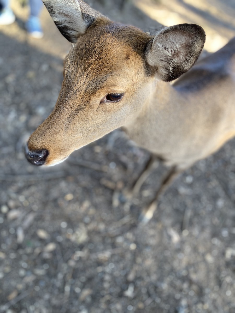 f:id:cutie_blue:20191123151729j:plain f:id:cutie_blue:20191123151729j:plain