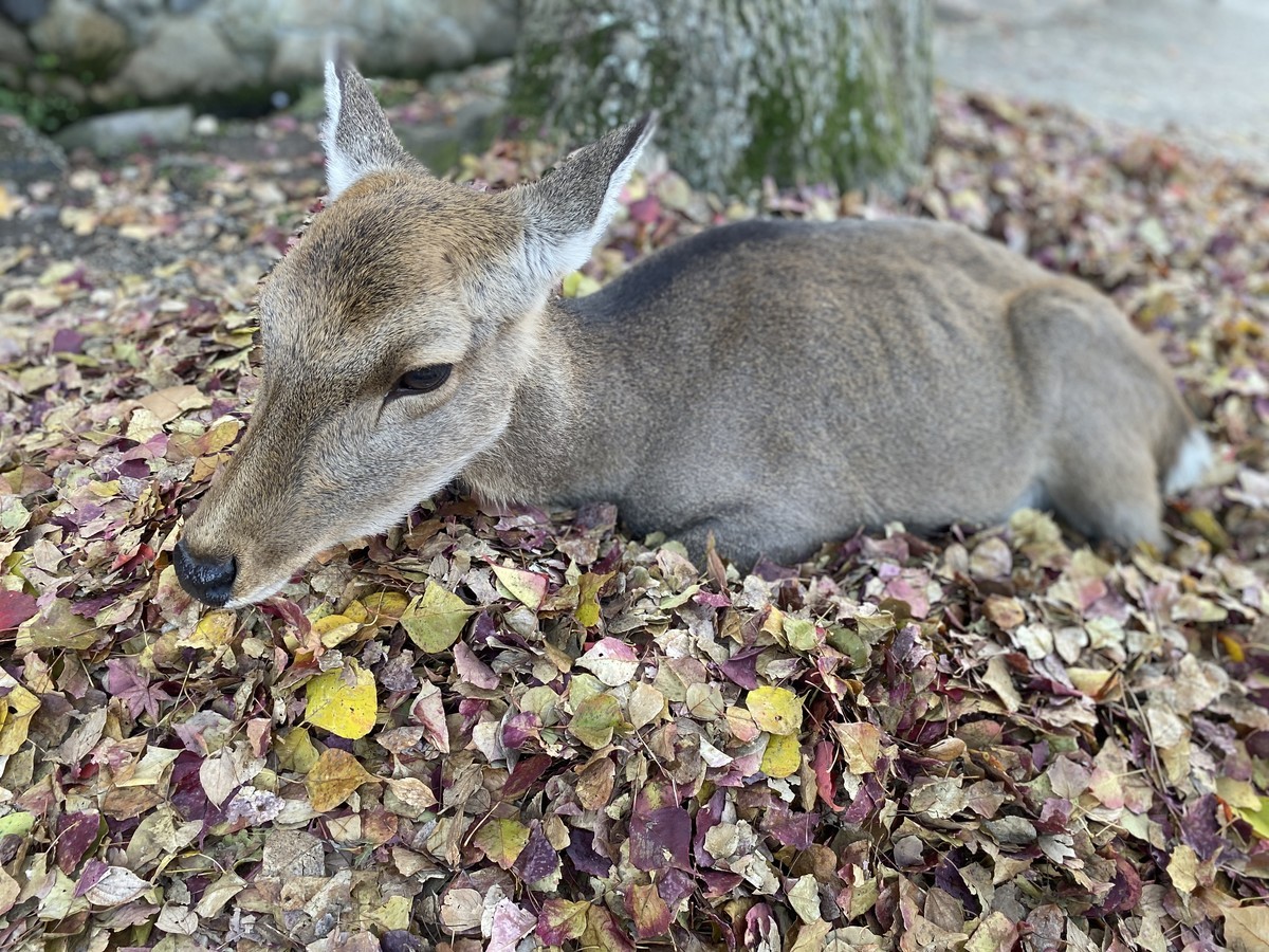 f:id:cutie_blue:20191123154502j:plain f:id:cutie_blue:20191123154502j:plain