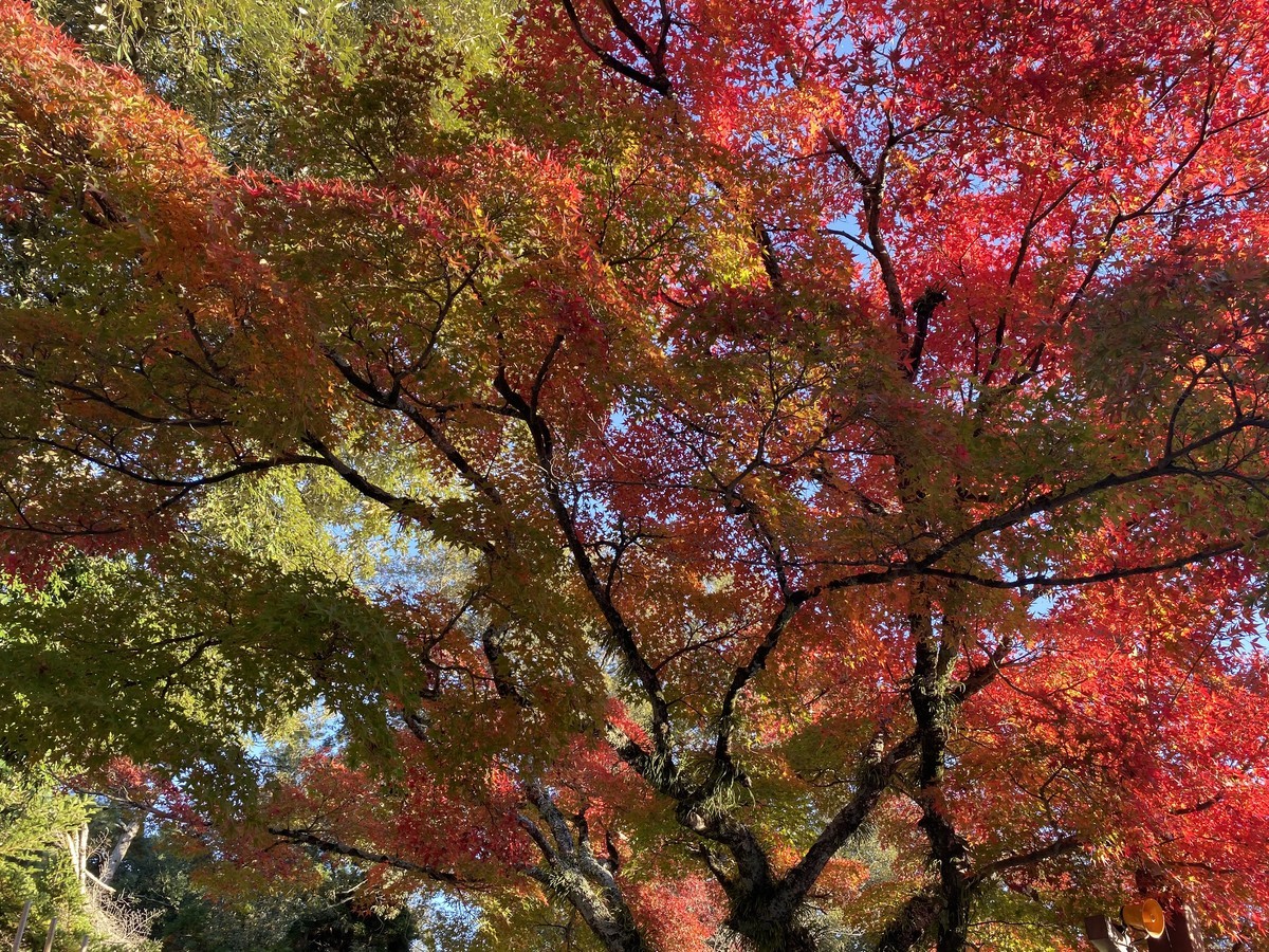 f:id:cutie_blue:20191129154454j:plain f:id:cutie_blue:20191129154454j:plain