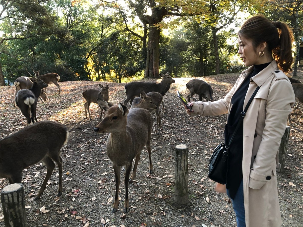 f:id:cutie_blue:20191129154732j:plain f:id:cutie_blue:20191129154732j:plain