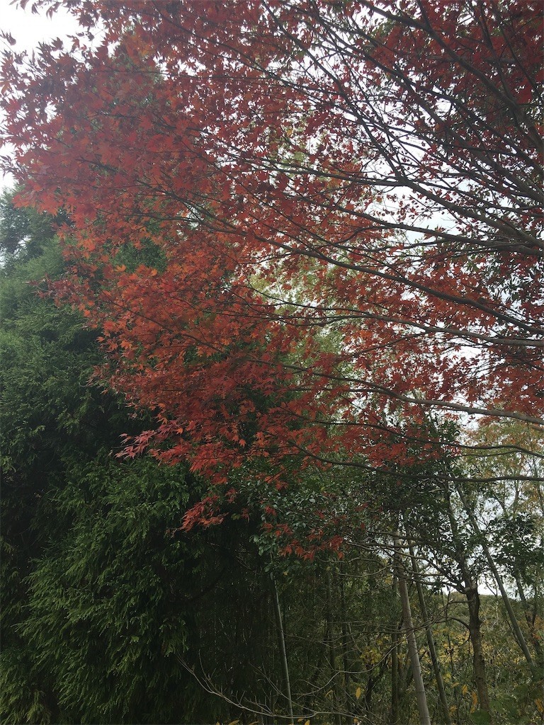 f:id:cutie_blue:20191202105034j:image f:id:cutie_blue:20191202105034j:image