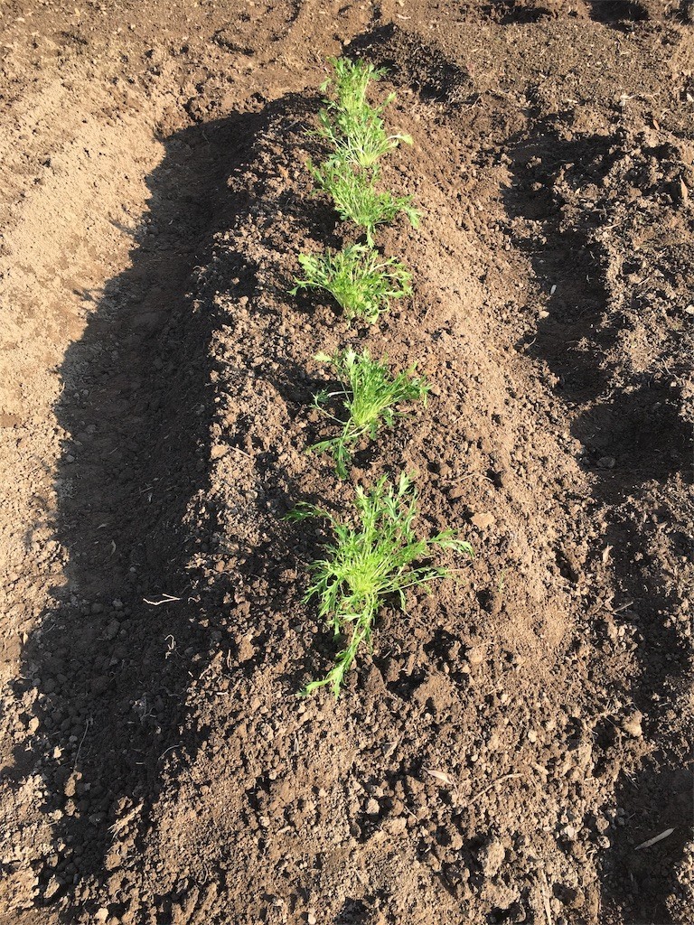 f:id:cutie_blue:20191209145855j:image