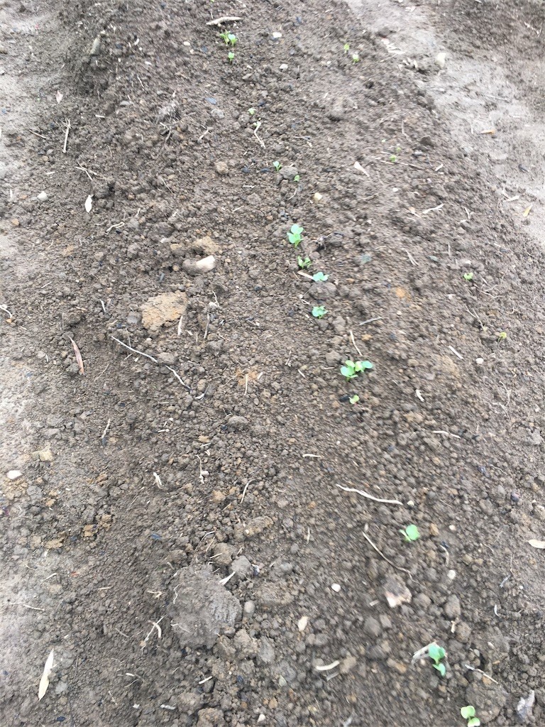 f:id:cutie_blue:20191230083148j:image