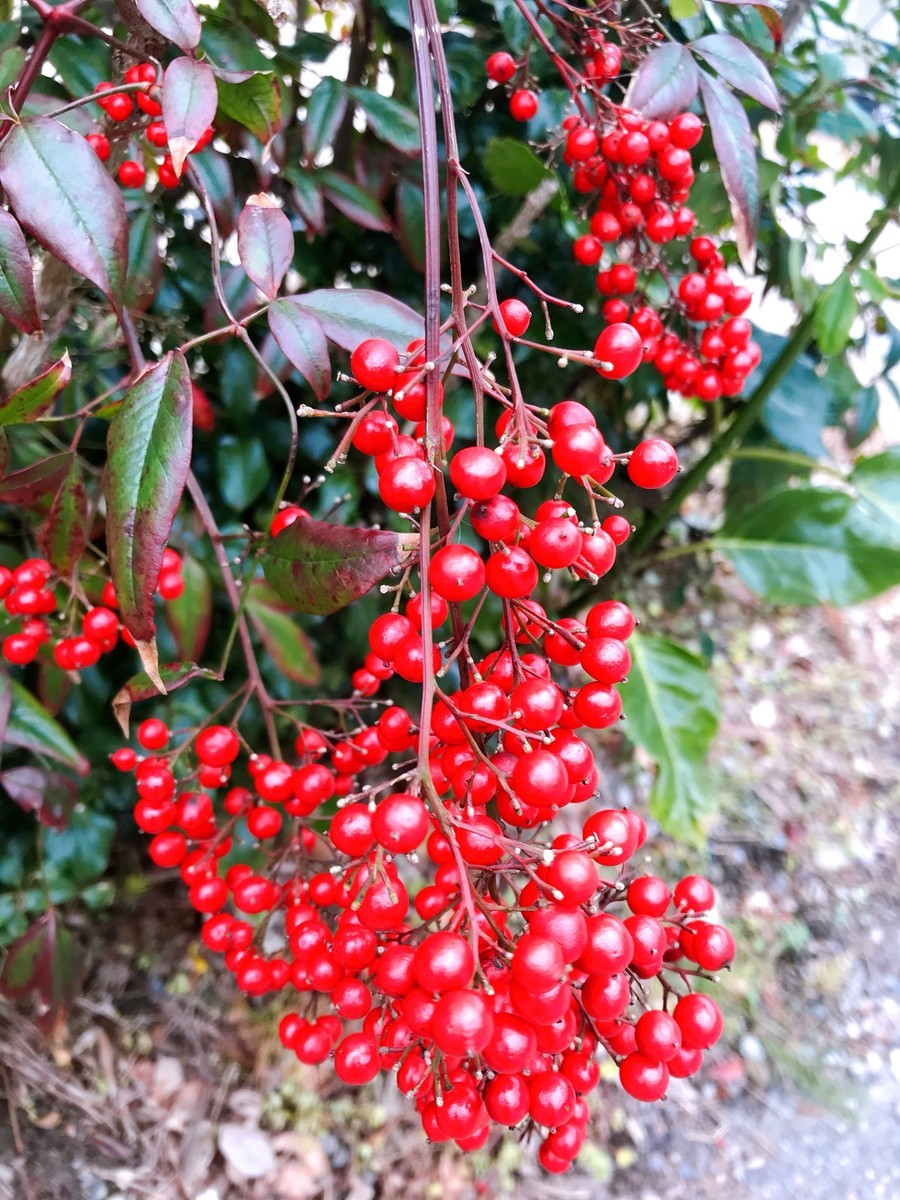 f:id:cutie_blue:20191231143002j:plain