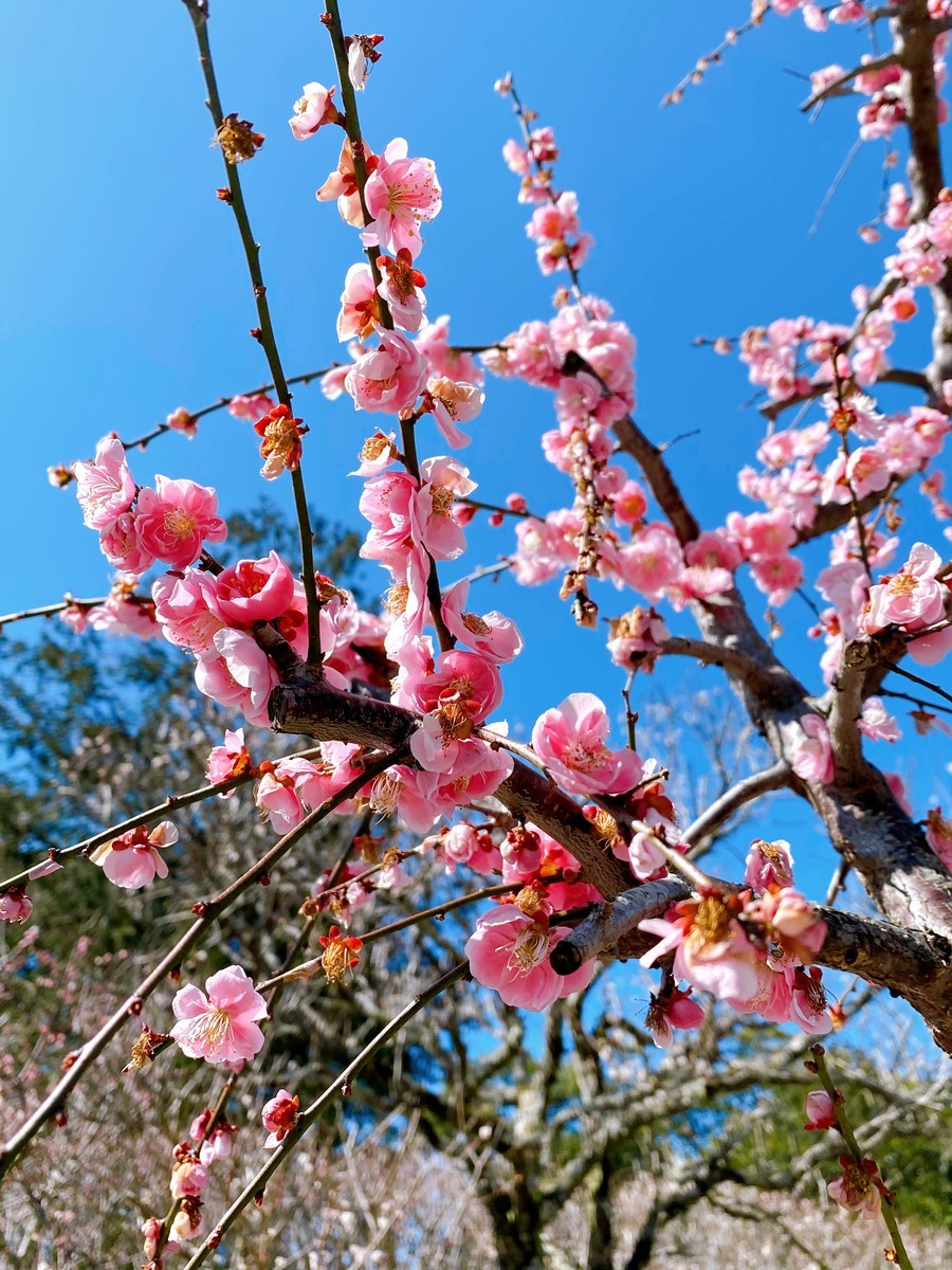 f:id:cutie_blue:20200225102132j:plain