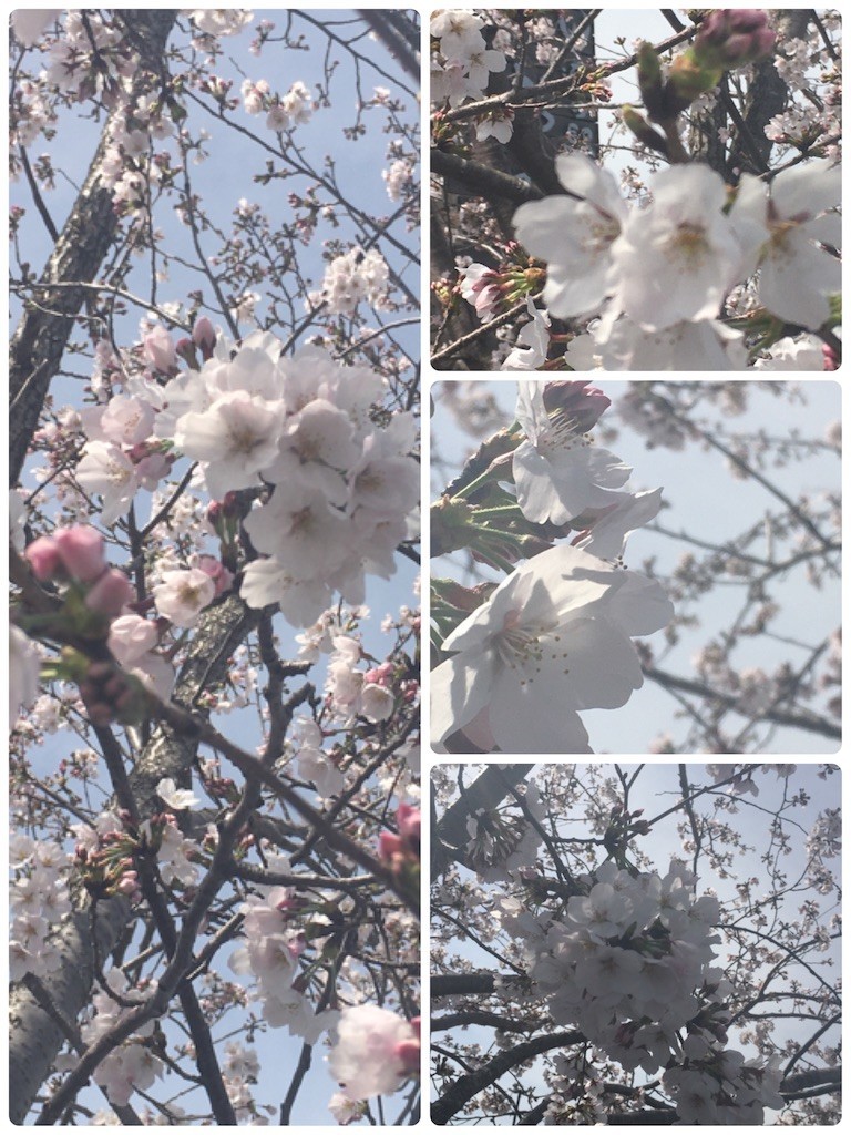 f:id:cutie_blue:20200330130241j:image f:id:cutie_blue:20200330130241j:image