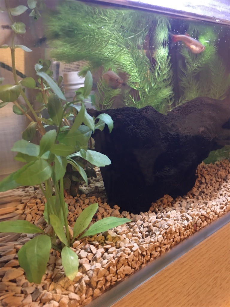 f:id:cutie_blue:20200511172252j:image f:id:cutie_blue:20200511172252j:image