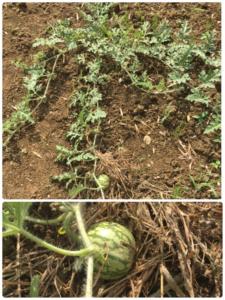 f:id:cutie_blue:20200615180331j:image