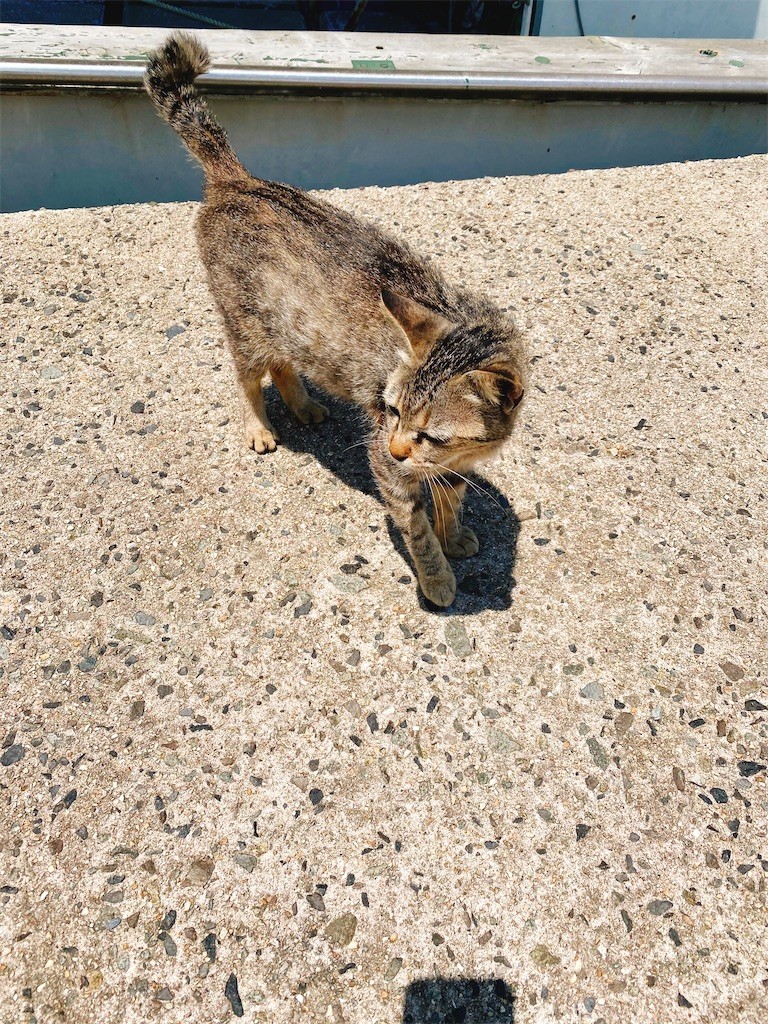 f:id:cutie_blue:20200623124047j:image f:id:cutie_blue:20200623124047j:image