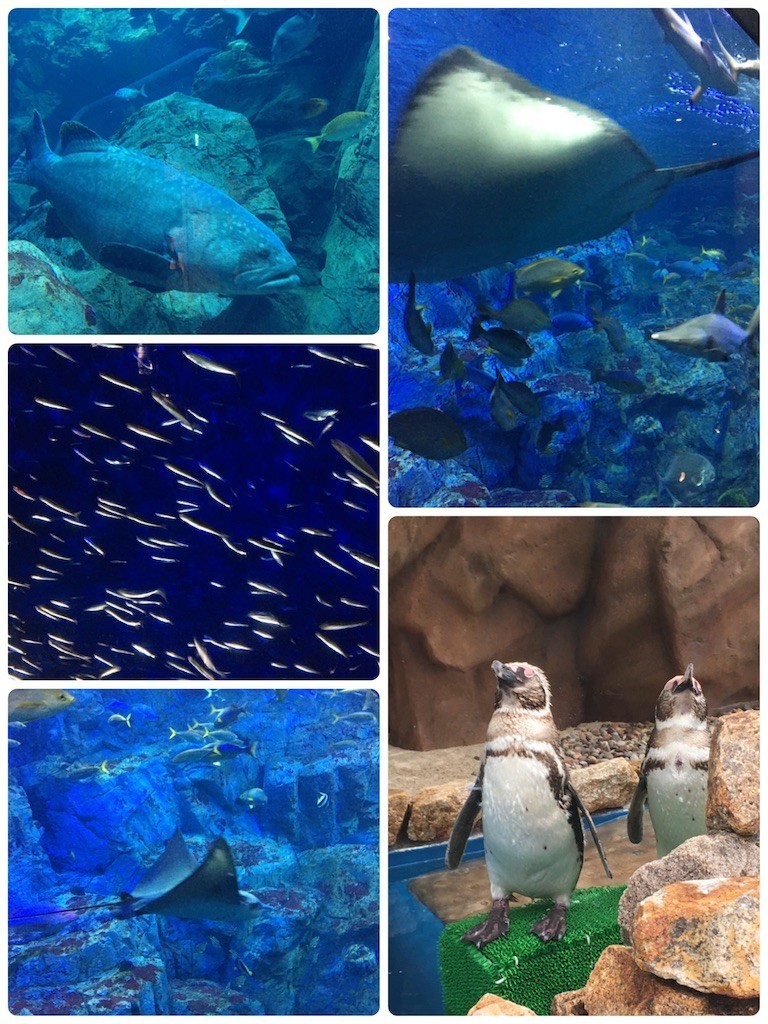 f:id:cutie_blue:20200810165313j:image f:id:cutie_blue:20200810165313j:image