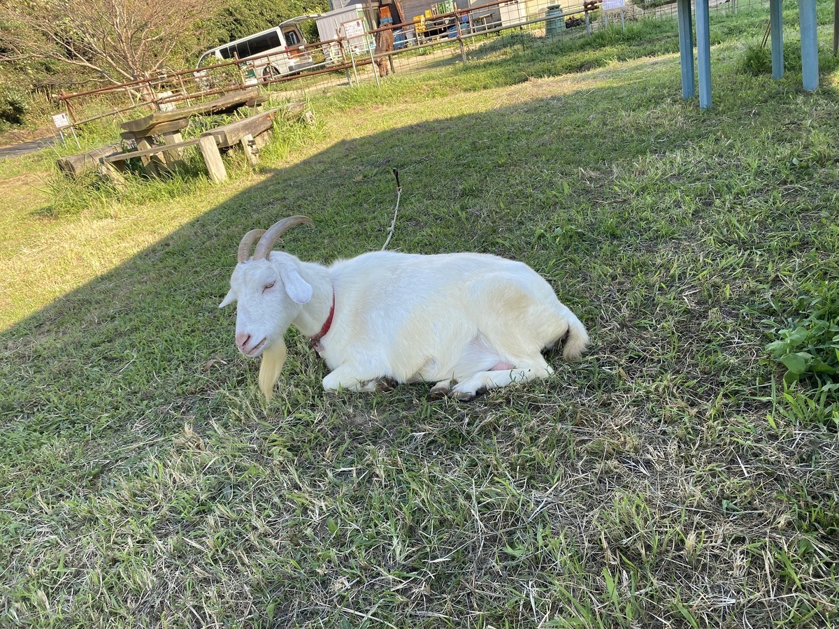 f:id:cutie_blue:20200904132636j:plain f:id:cutie_blue:20200904132636j:plain