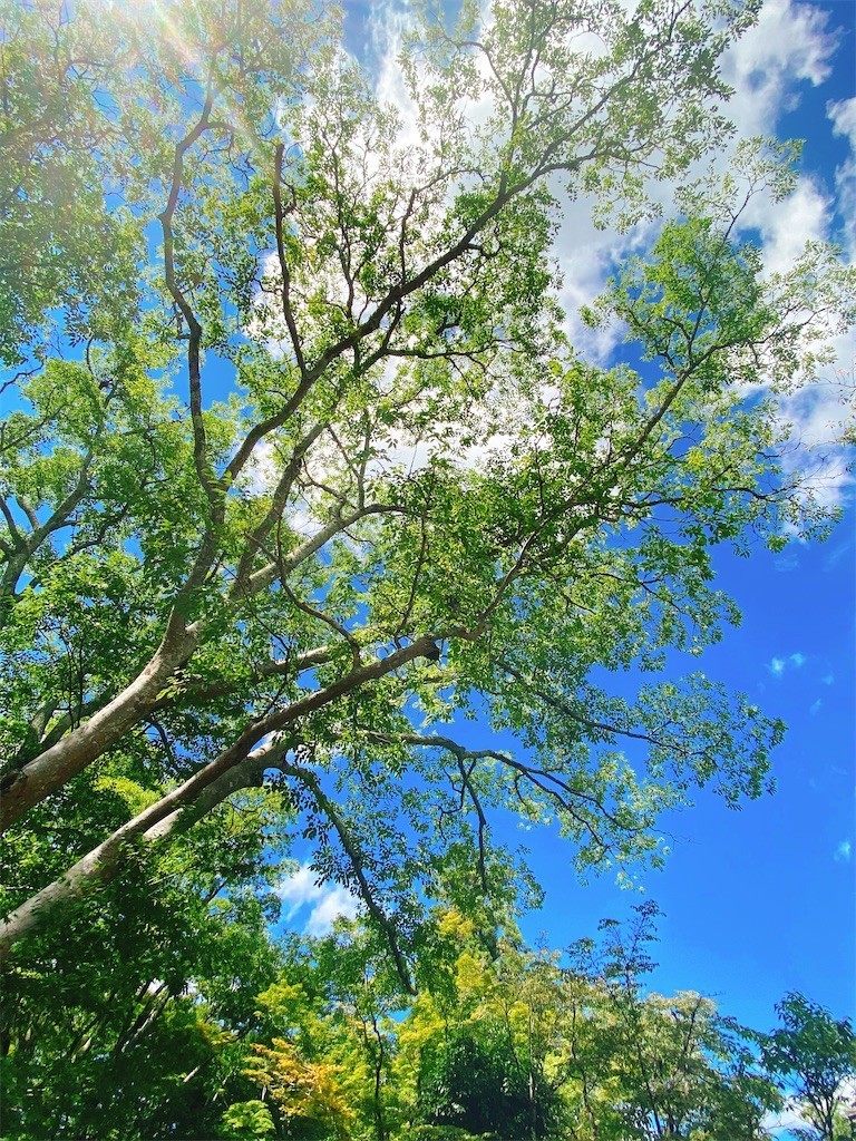 f:id:cutie_blue:20200915114108j:image