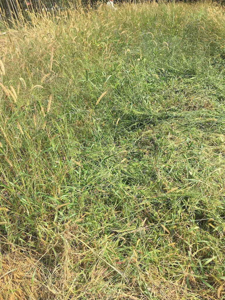 f:id:cutie_blue:20201005135937j:image f:id:cutie_blue:20201005135937j:image