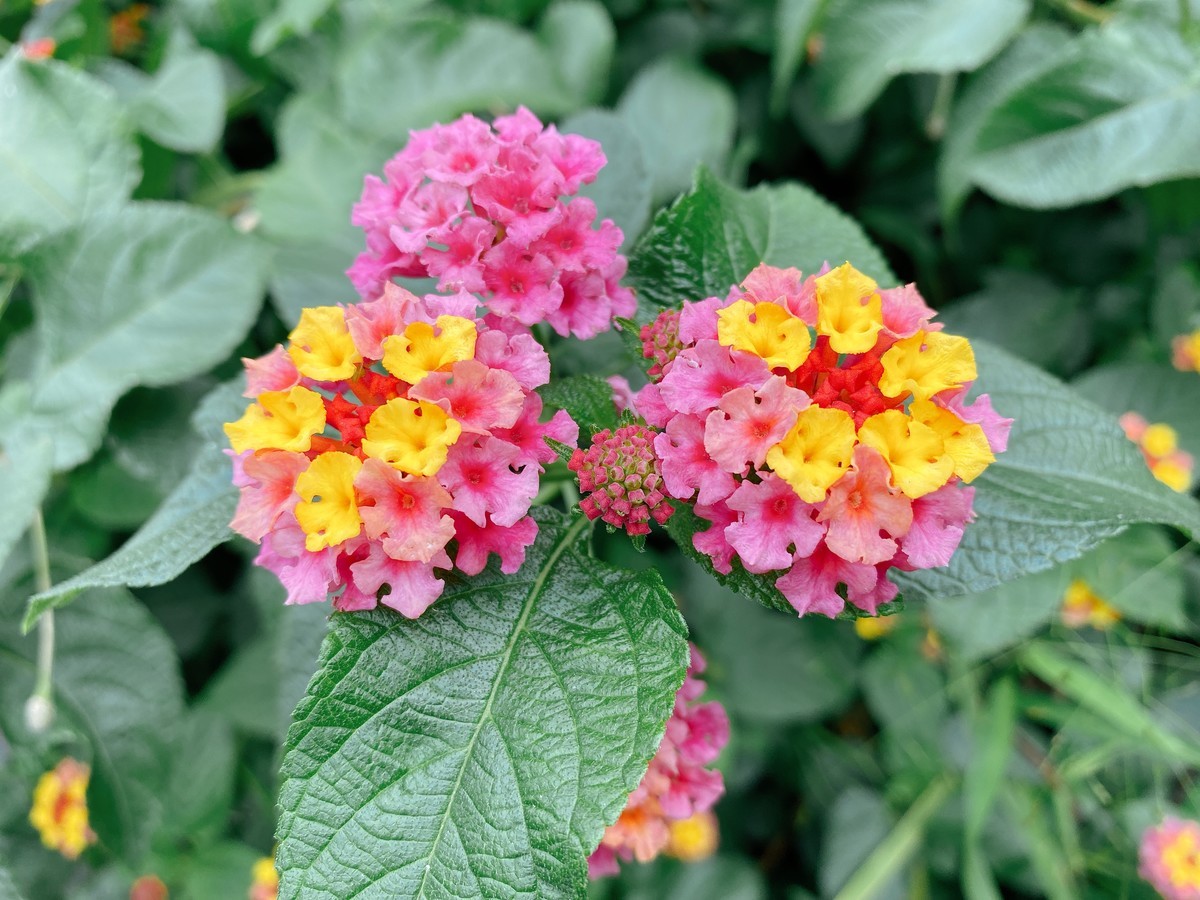 f:id:cutie_blue:20201011155522j:plain