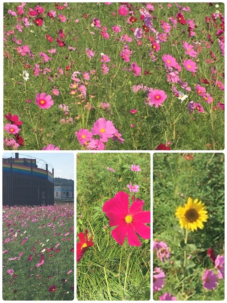 f:id:cutie_blue:20201019162231j:image f:id:cutie_blue:20201019162231j:image