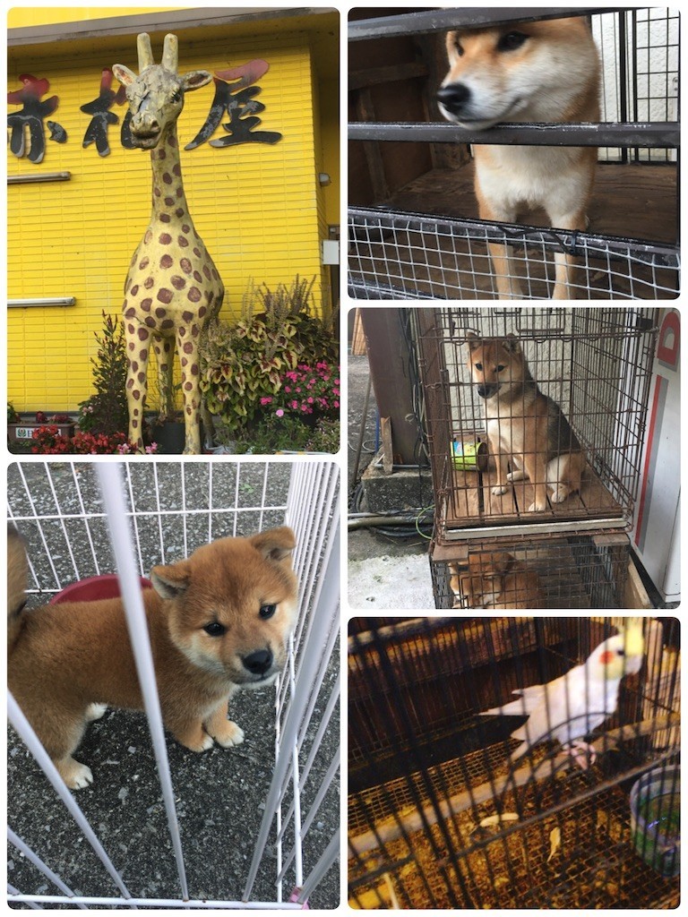 f:id:cutie_blue:20201019163951j:image f:id:cutie_blue:20201019163951j:image