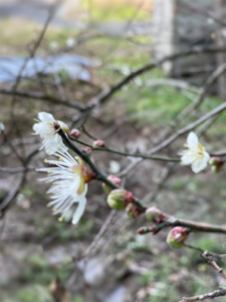 f:id:cutie_blue:20210208123413j:image f:id:cutie_blue:20210208123413j:image