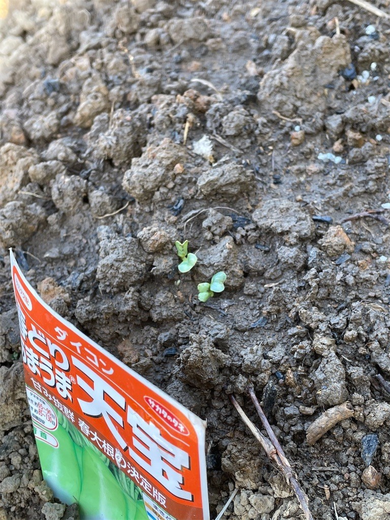 f:id:cutie_blue:20210222121030j:image f:id:cutie_blue:20210222121030j:image