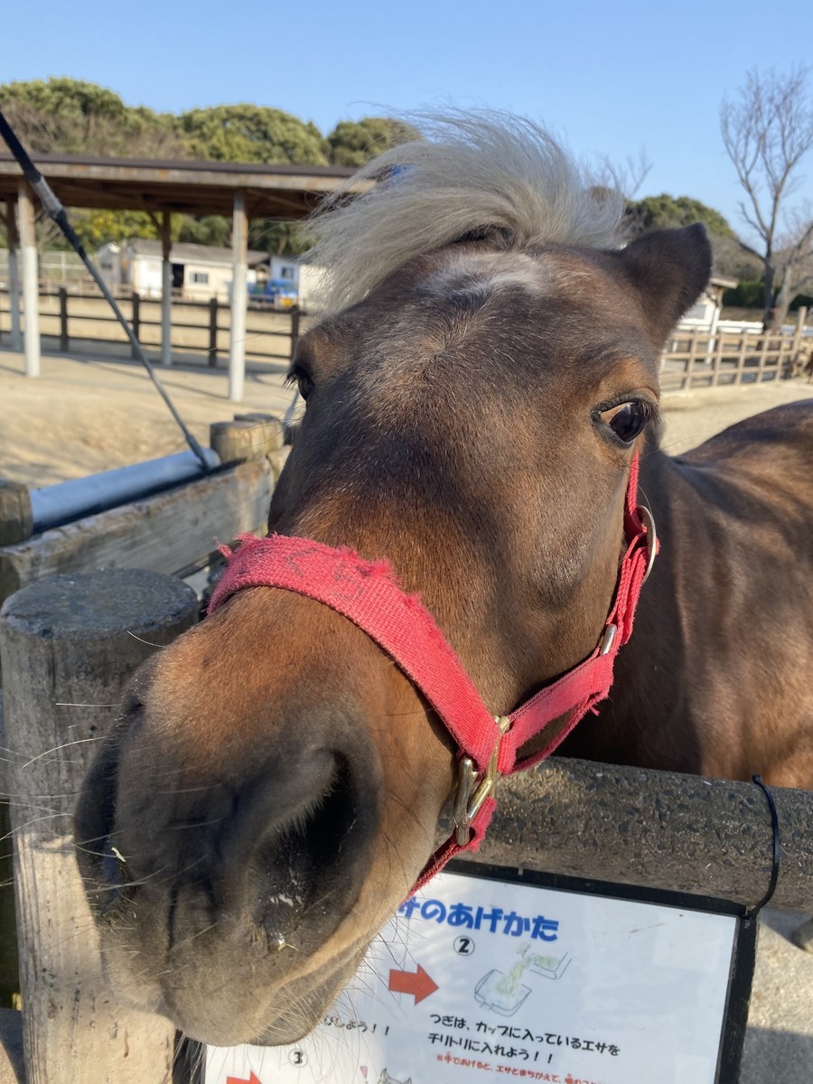 f:id:cutie_blue:20210226154116j:plain