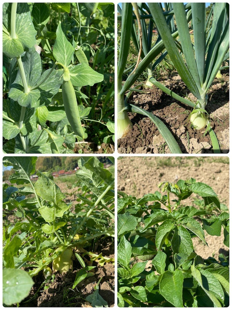 f:id:cutie_blue:20210426103328j:image f:id:cutie_blue:20210426103328j:image