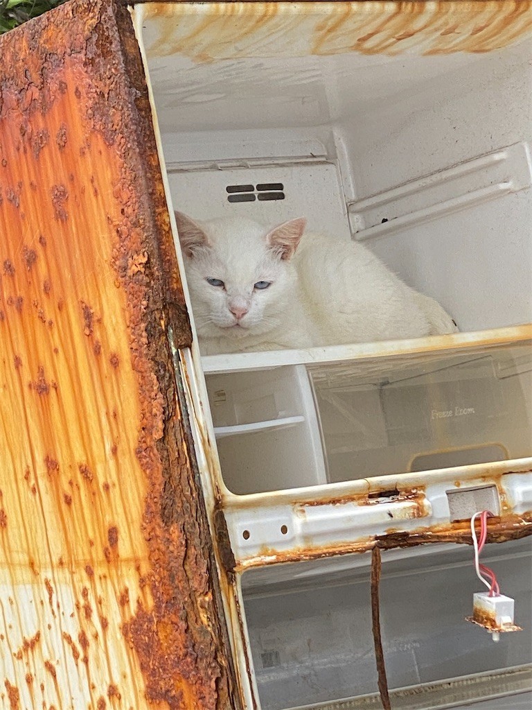 f:id:cutie_blue:20210608144714j:image f:id:cutie_blue:20210608144714j:image