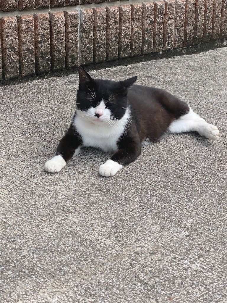 f:id:cutie_blue:20210608144718j:image f:id:cutie_blue:20210608144718j:image