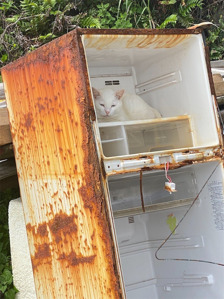 f:id:cutie_blue:20210608144721j:image f:id:cutie_blue:20210608144721j:image