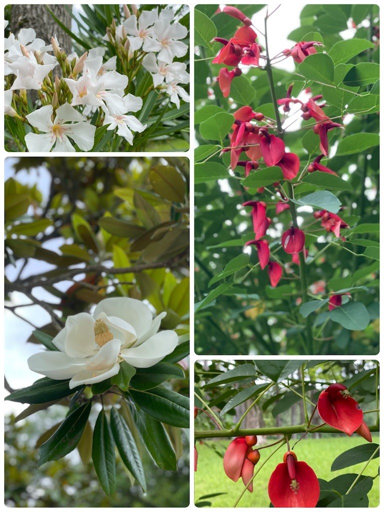 f:id:cutie_blue:20210614161153j:image f:id:cutie_blue:20210614161153j:image