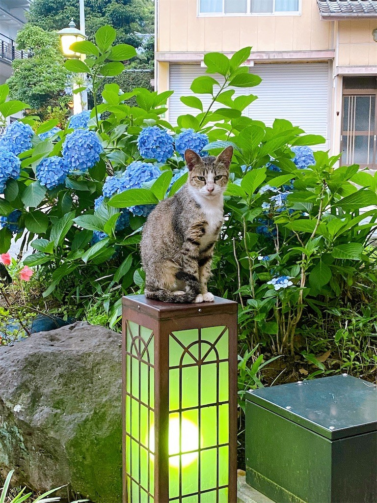 f:id:cutie_blue:20210615173214j:image f:id:cutie_blue:20210615173214j:image