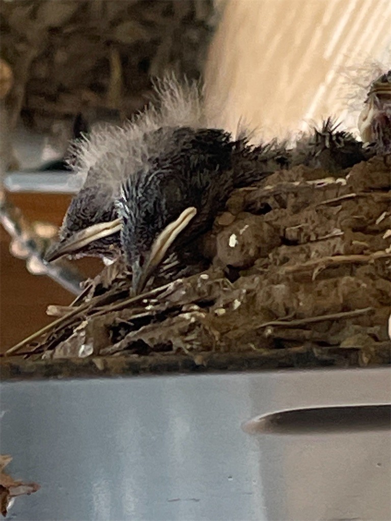 f:id:cutie_blue:20210628152804j:image f:id:cutie_blue:20210628152804j:image