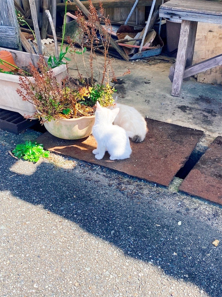 f:id:cutie_blue:20211005145236j:image f:id:cutie_blue:20211005145236j:image