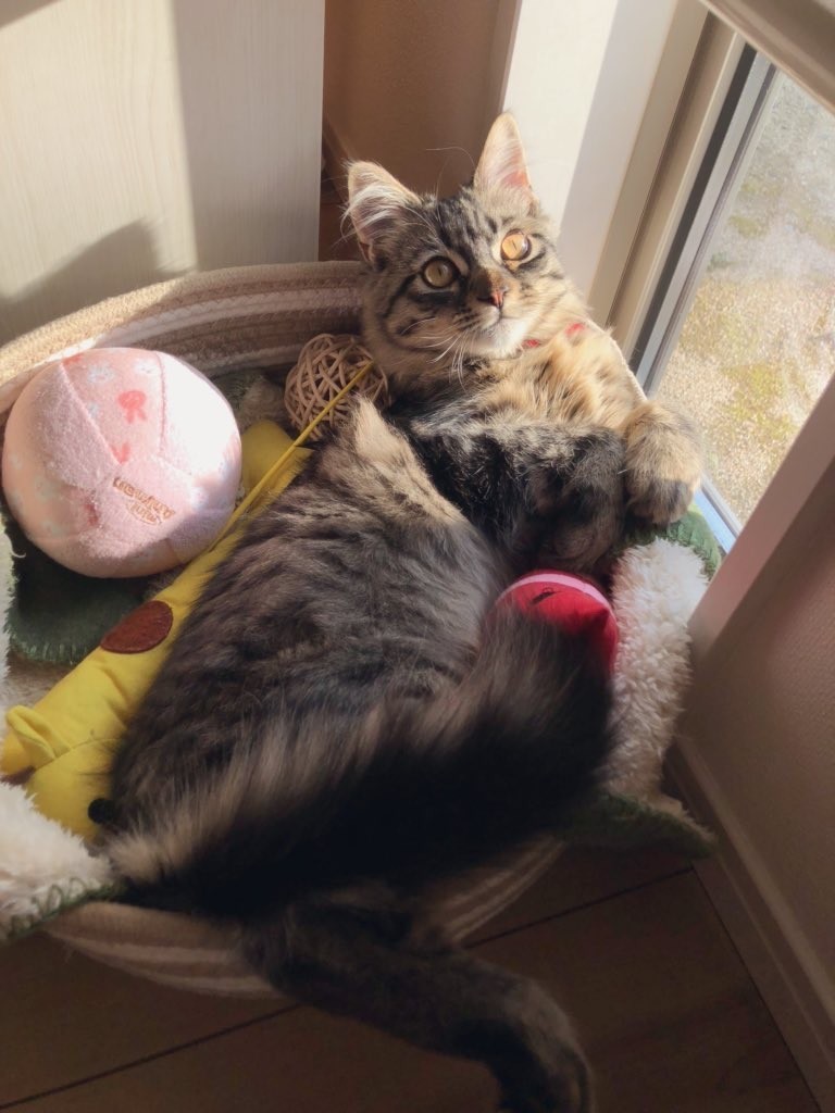 f:id:cutie_blue:20211020171115j:plain