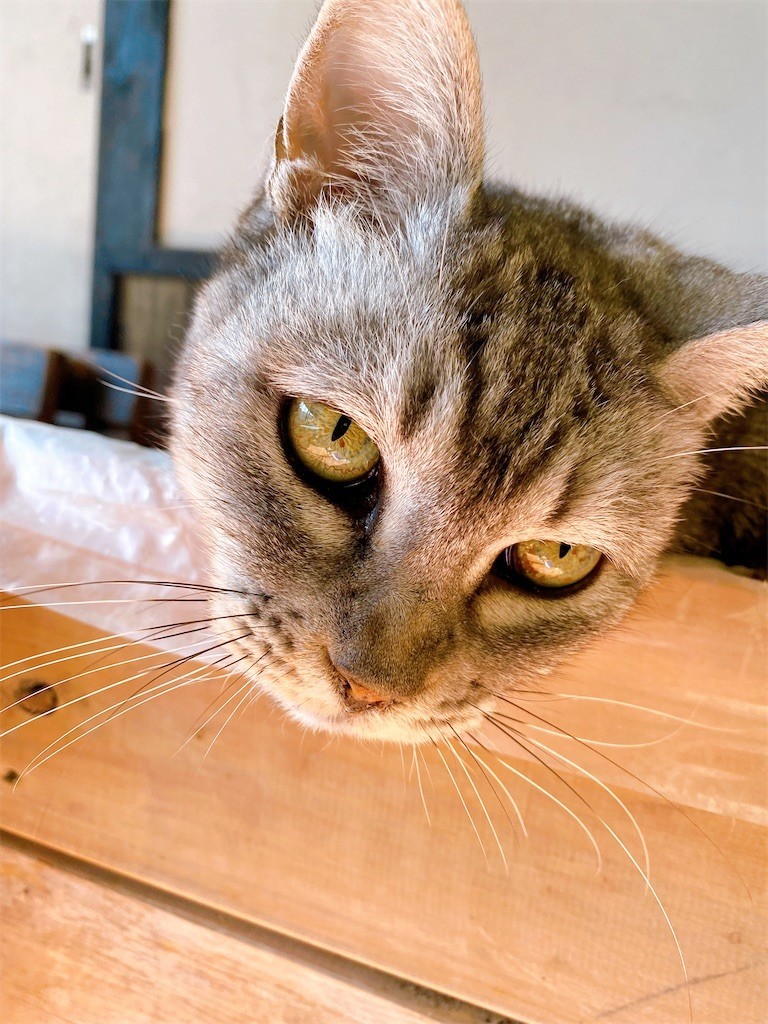 f:id:cutie_blue:20211207152411j:image f:id:cutie_blue:20211207152411j:image