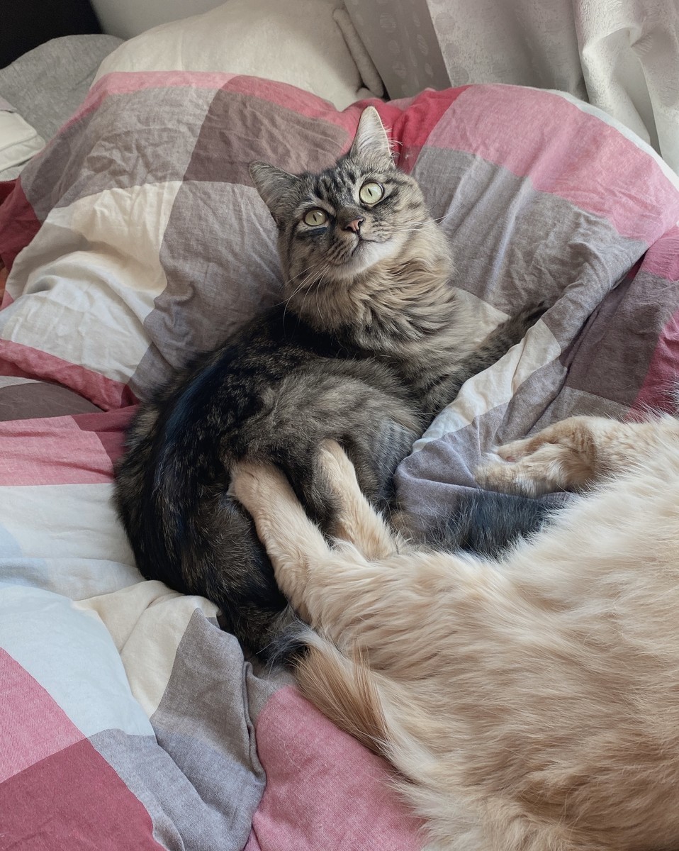 f:id:cutie_blue:20211209115526j:plain