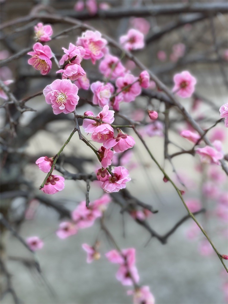 f:id:cutie_blue:20220307154727j:image