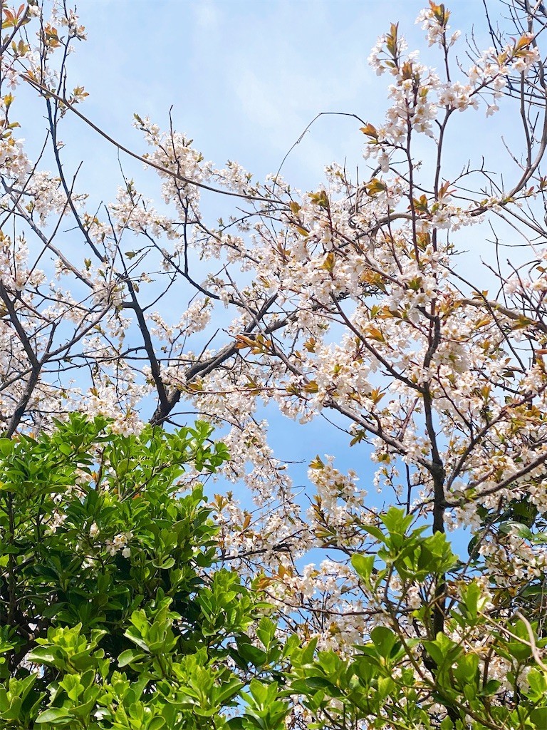 f:id:cutie_blue:20220322133057j:image f:id:cutie_blue:20220322133057j:image