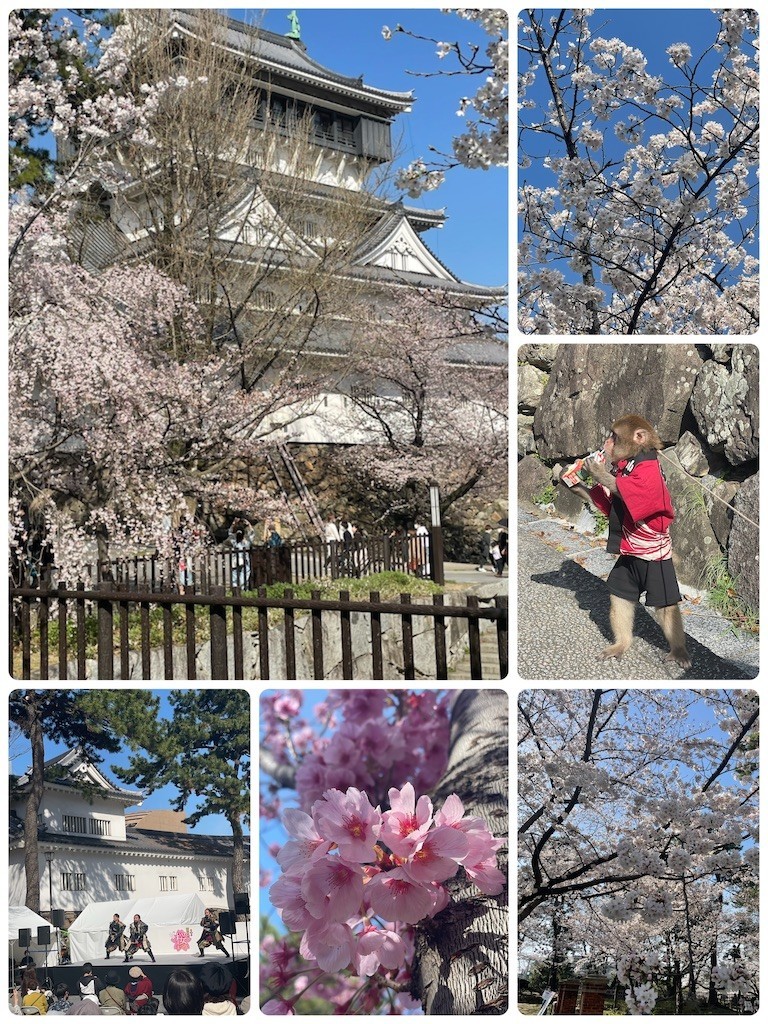 f:id:cutie_blue:20220328105403j:image f:id:cutie_blue:20220328105403j:image