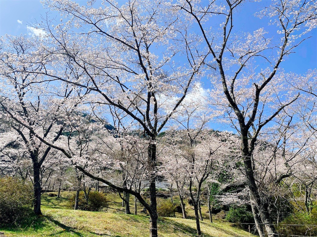 f:id:cutie_blue:20220329111613j:image f:id:cutie_blue:20220329111613j:image